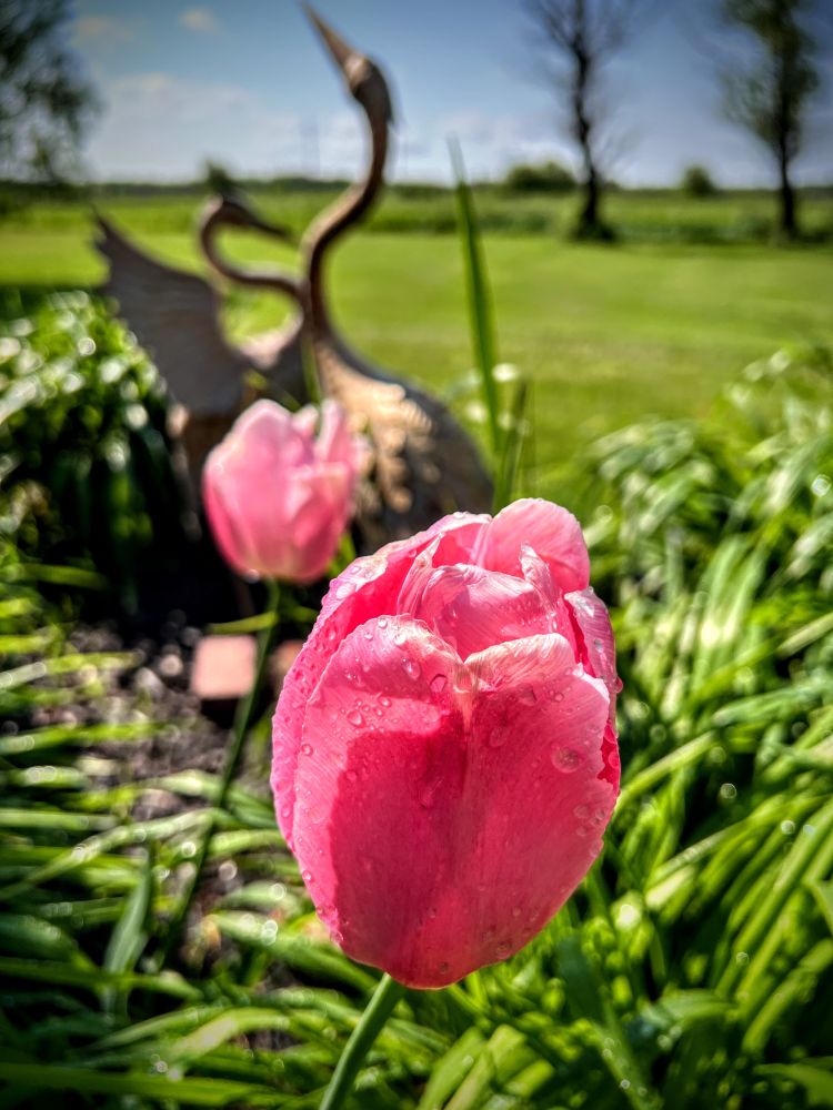 Pink tulips on their last days, shown in a green garden with  metal heron statues in the background