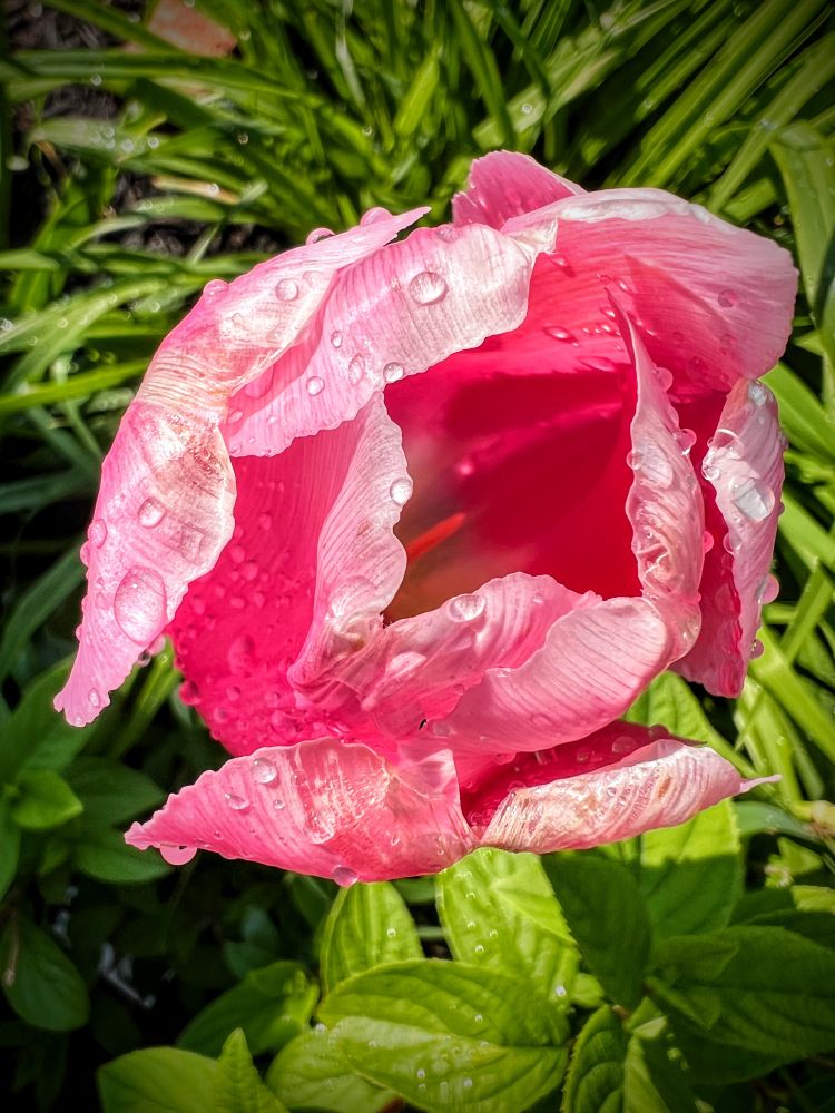 Pink tulip wet from rain, on its last days, shown in a green garden