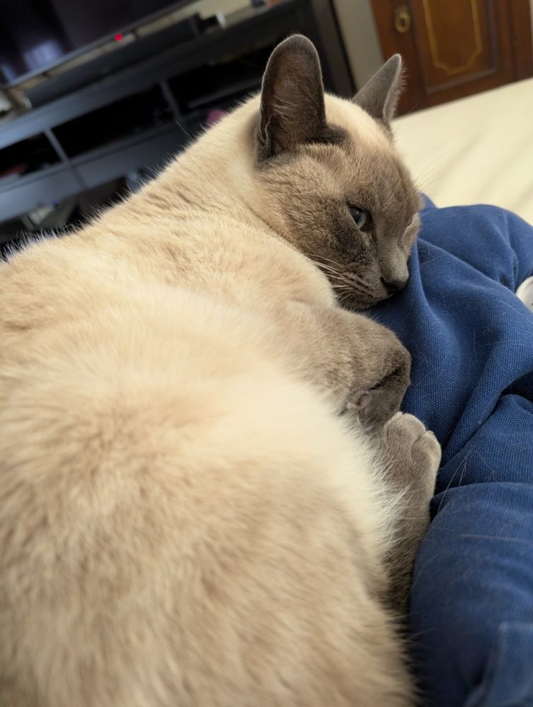 Siamese kitty cuddling