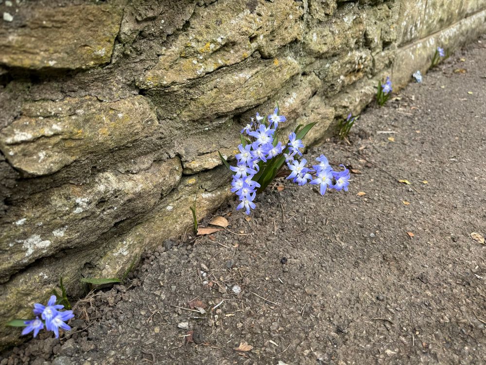 Small purple flowers growing between the pavement and the wall. 