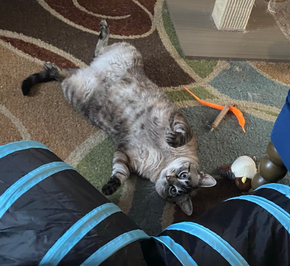Tabby Siamese cat laying on her back and looking at the viewer from the floor with some of her toys around her.
