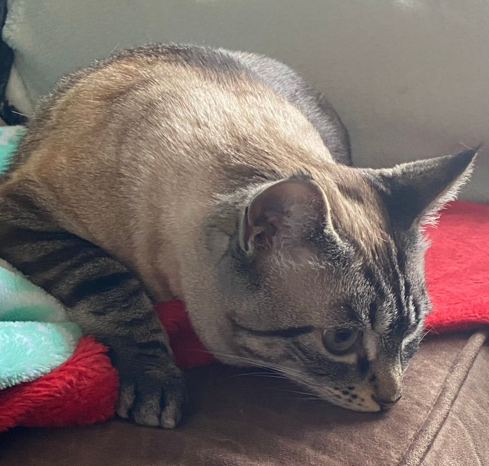 A tabby point Siamese with her chin on the couch gazing fore lonely into the middle distance.