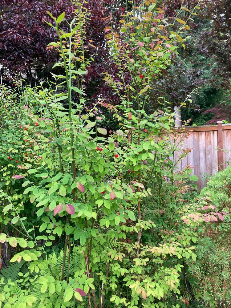 Green bushes with red berries