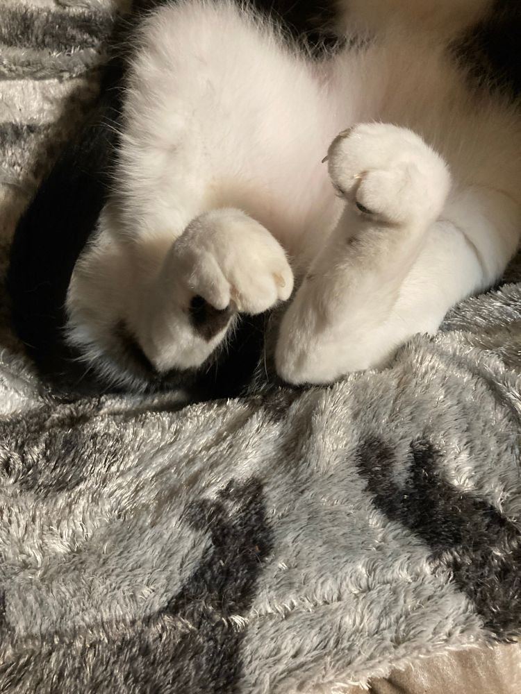 White hind paws of car sleeping on its back. Paws curled.