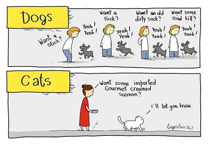 One of many differences between dogs and cats.