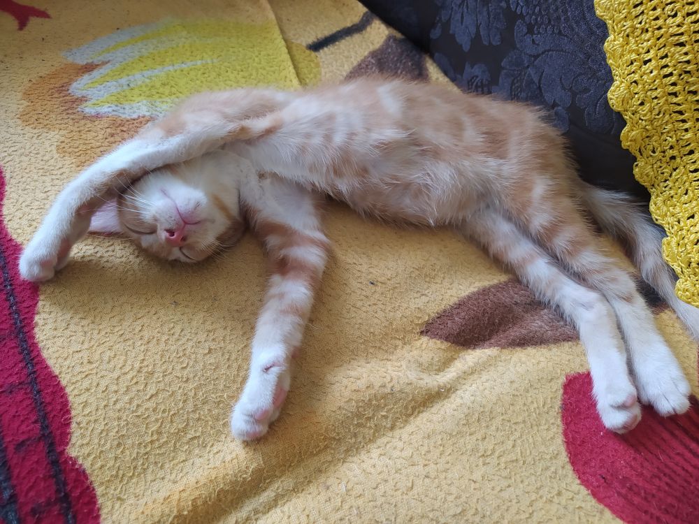 Gato filhote laranja dormindo no sofá, todo estirado e com a pata em cima da cabeça