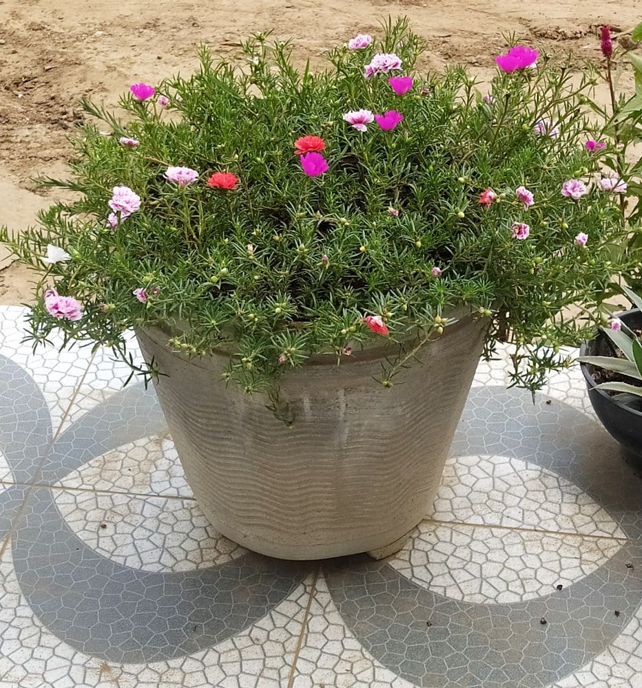 Vaso grande de planta com flores rosa com branco, vermelha, branca e rosa pink