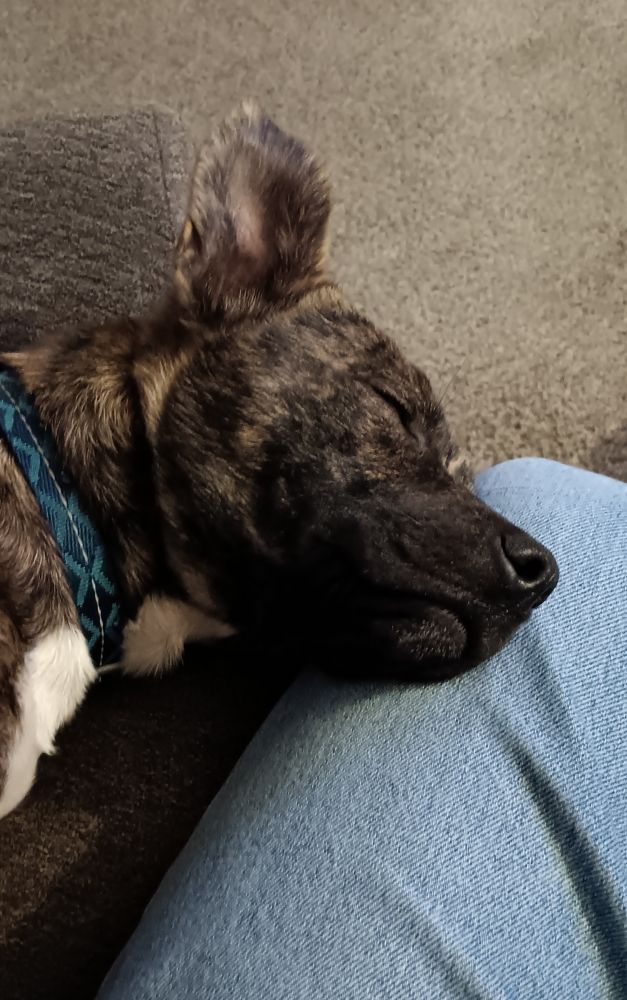 Picture of a small dog, that is different shades of brown except for under side of its neck and chest which is white, asleep on a couch. It's head is on my knee preventing it from falling off the edge of the seat.