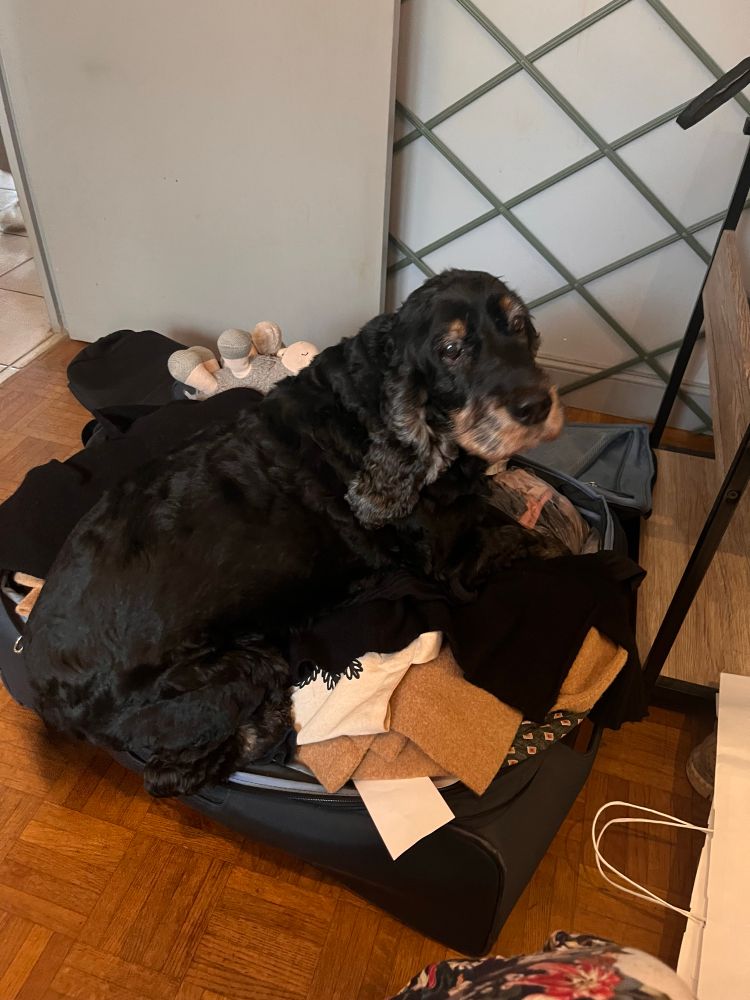 Cocker spaniel in suitcase 