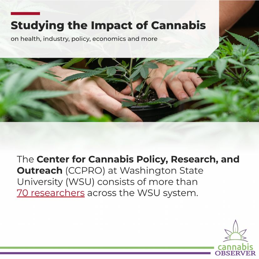 The Week Ahead (October 13, 2025) - WSU CCPRO