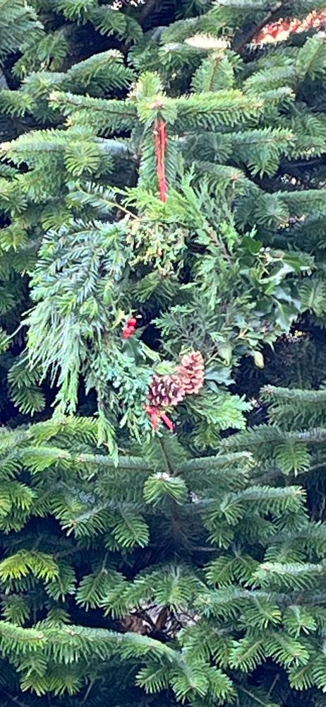 A natural Christmas wreath made with cypress, pine holly with berries and a red ribbon hangs from a large pine.