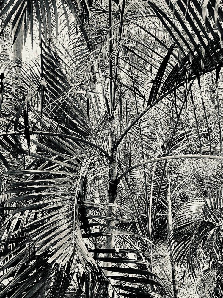 A black and white picture of palm leaves/trees densely packed which gives jungle vibes.