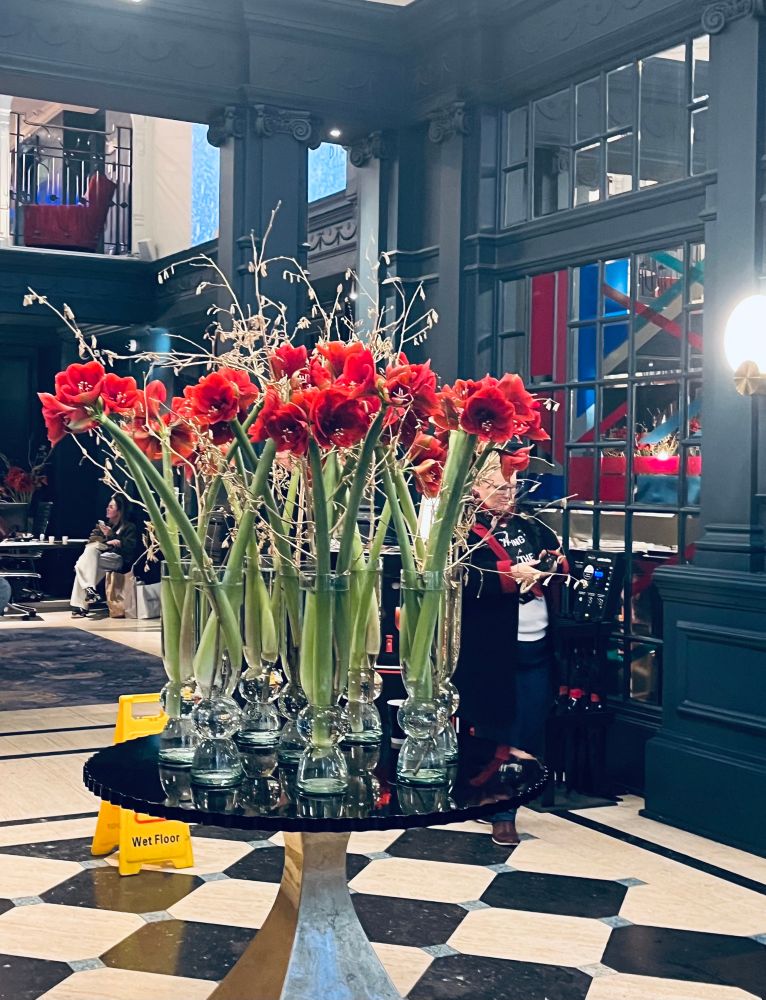 Around 10 red amaryllis stand in tall glass vases on a posing table in the foyer of the Dilly hotel in Picadilly, London. The floor is covered in a harlequin black and white tile style.