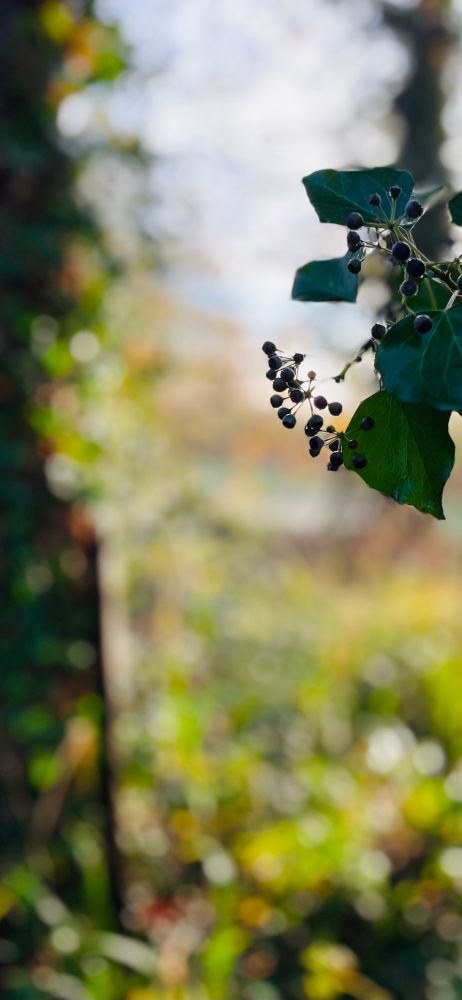 A blurred background of sunlit green woodland with an in-focus image of ivy leaves and clumps of dark berries hanging mid frame.