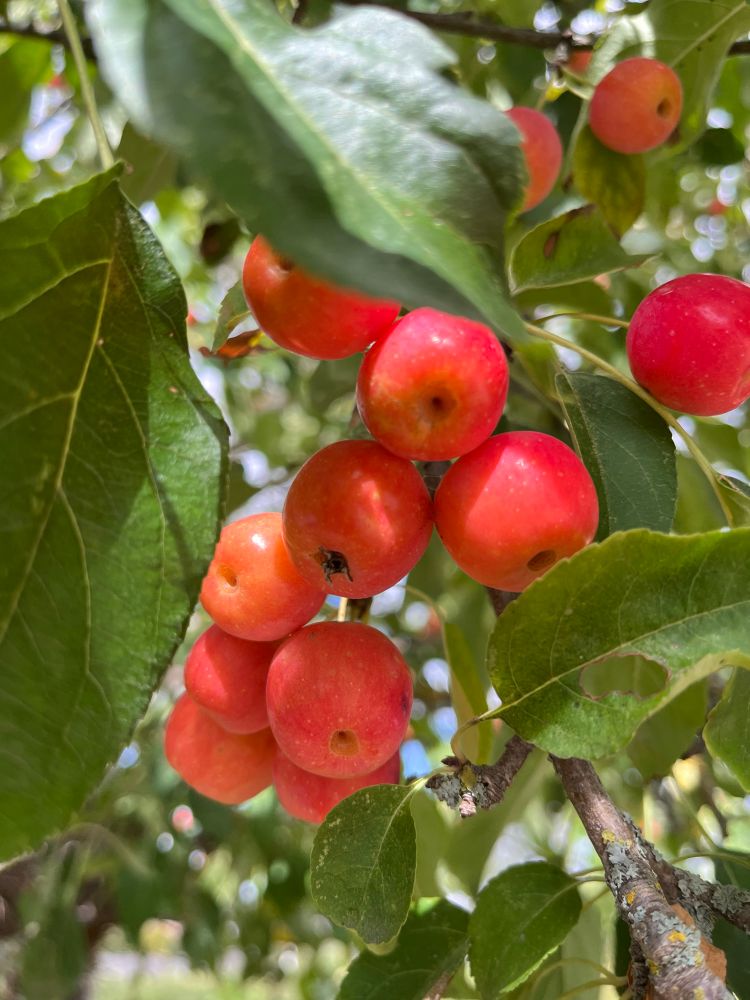 Crab apple tree with red apples 