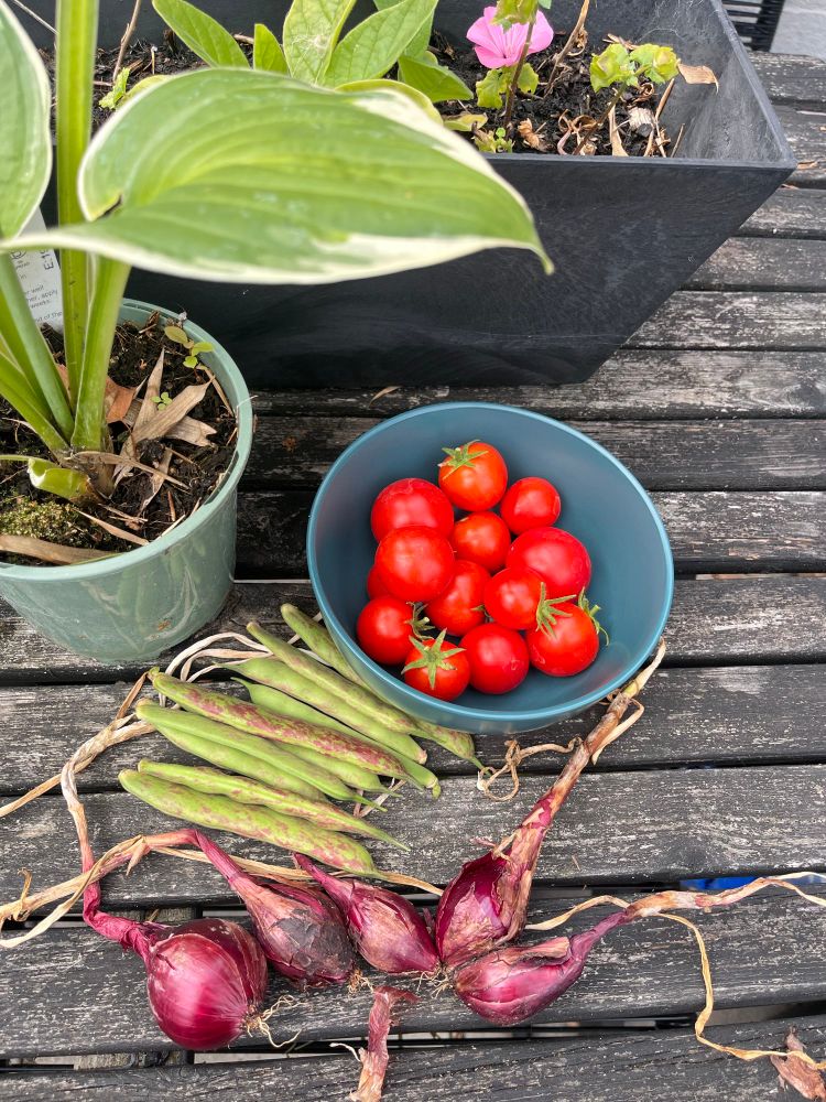 A dark teal bowl of garden produced tomatoes with some red mottled green dwarf beans and red onions on an old garden table top.
