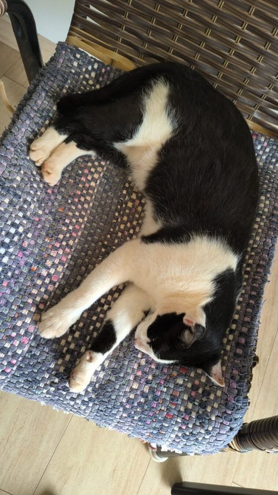 Meme the cat, lying on his side more comfortably on the woven cloth seat of a chair, almost asleep.

[Português] Meme, o gato, deitado de lado mais confortavelmente sobre o assento de pano entrelaçado de uma cadeira de área, quase dormindo.