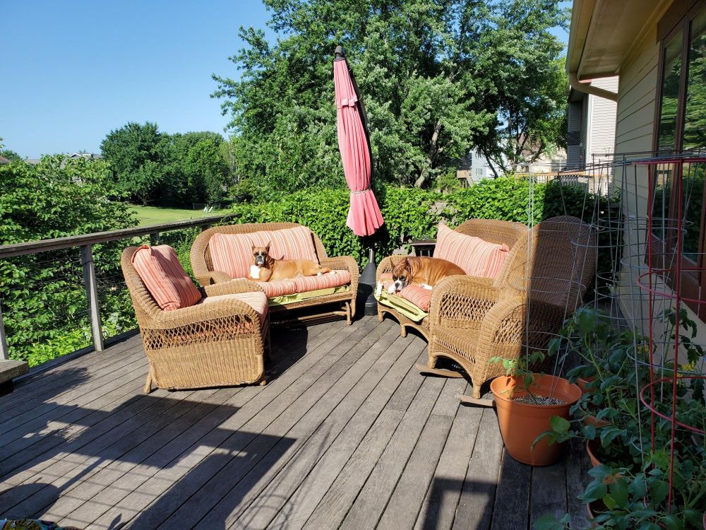 Two dogs enjoying the sunshine on a back deck on patio couches