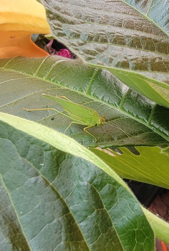 A katydid resting on a brugmansia leaf.