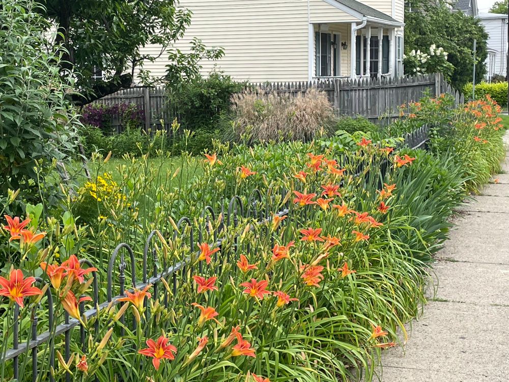 Lilies line my front sidewalk