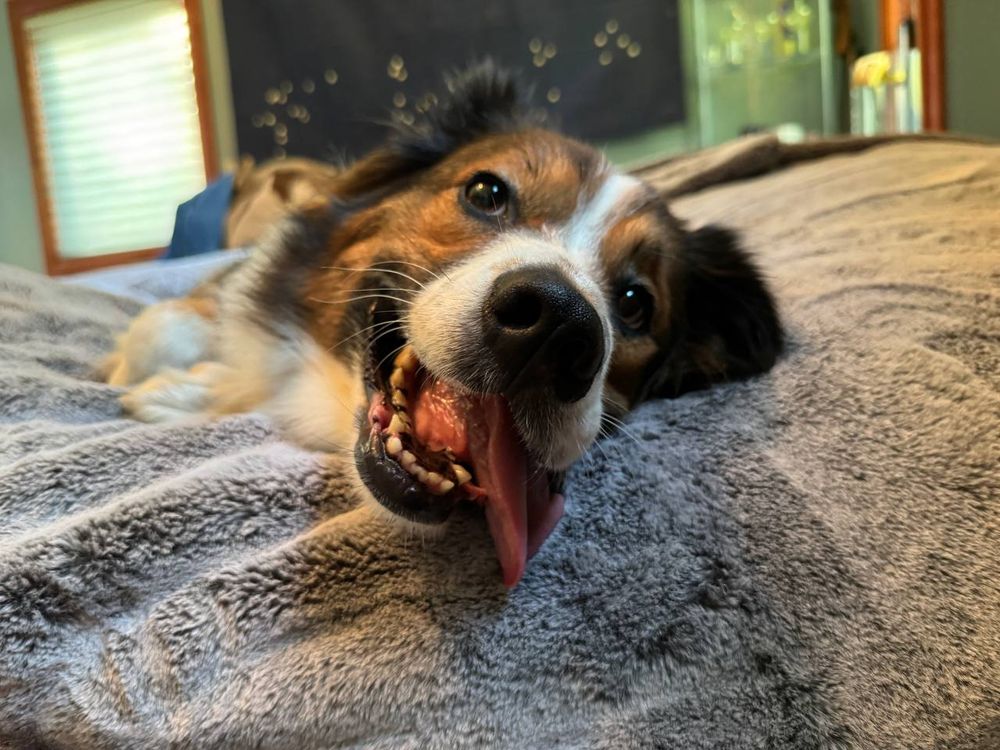 Ada, an English Shepherd, is lying on a giant soft gray Lovesac indoors. She is close to the camera with her tongue out and mouth open in a happy, playful expression. 📸 @emptysetart.bsky.social