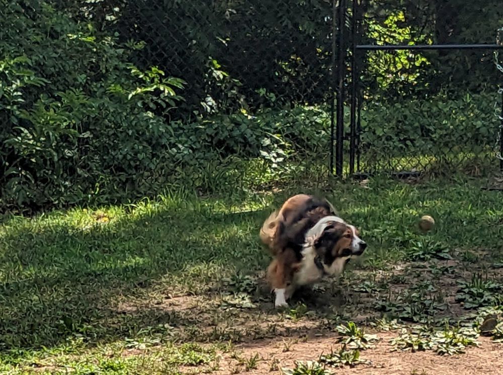 Ada, an English Shepherd, is crouching low to the ground, mid-pounce, chasing a ball that is bouncing ahead of her on the grass near a fenced yard with dense greenery.