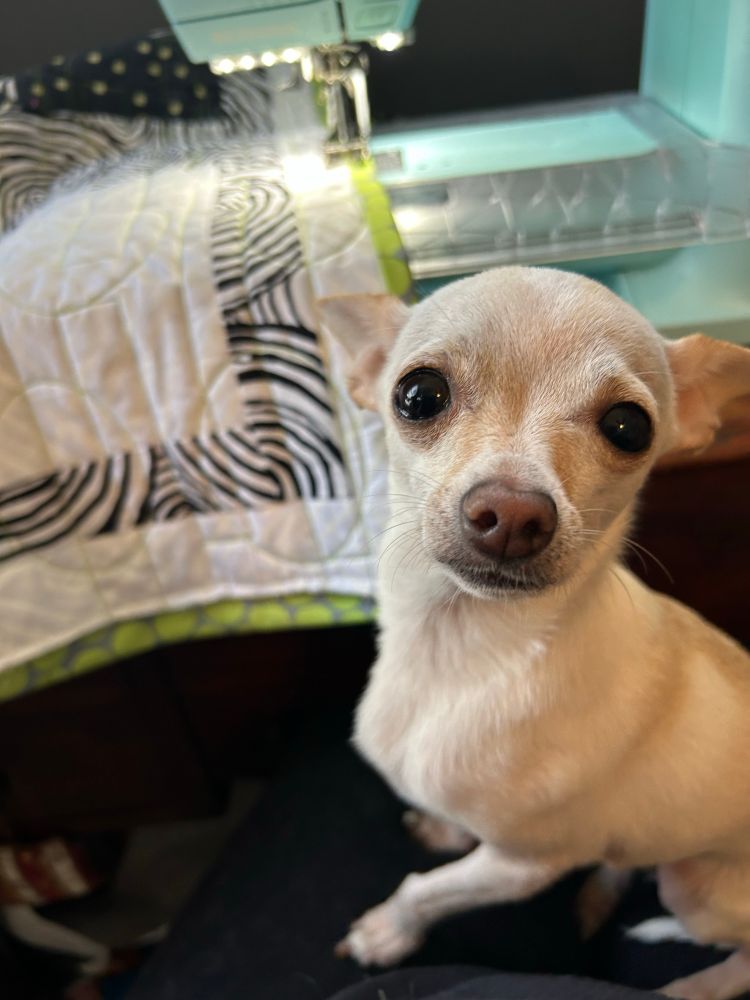 A small peachy chihuahua stares at you good naturedly while sitting on my lap at the sewing machine in the background 