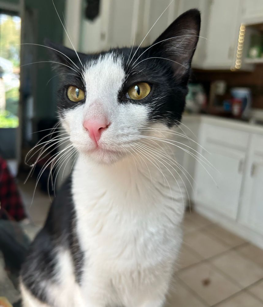A black and white cat with golden eyes gazes hopefully 