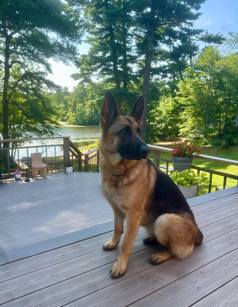 German Shepard Annie sitting on a deck overlooking a pond and pine trees in morning light. 
