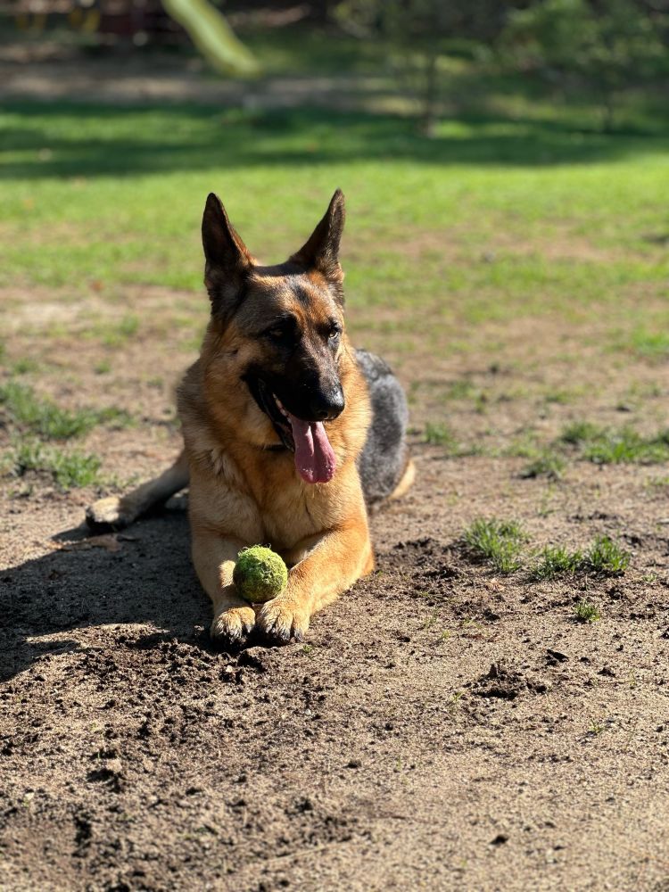 German Shepard female lays with a tennis ball balancing on her paws in front of her. 