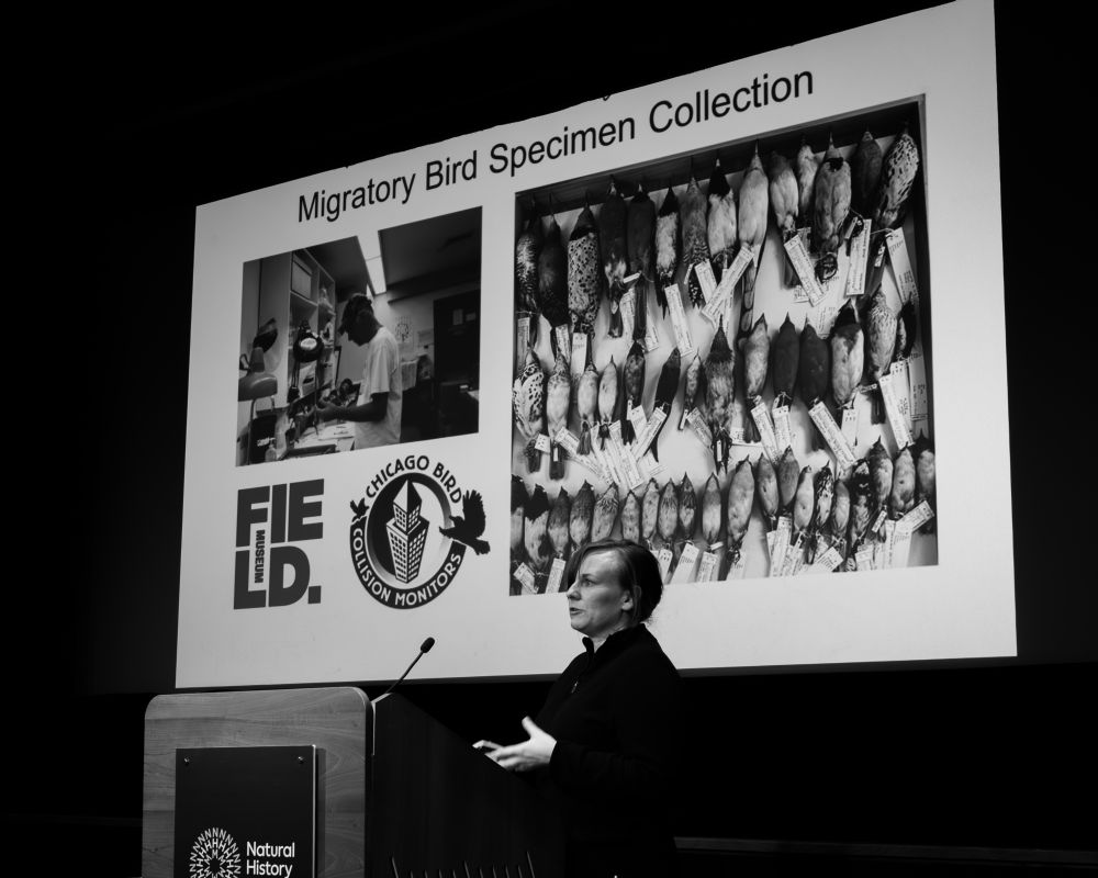 A person is speaking in front of a presentation. There is text on the slide that reads „Migratory Bird Specimen Collection“.