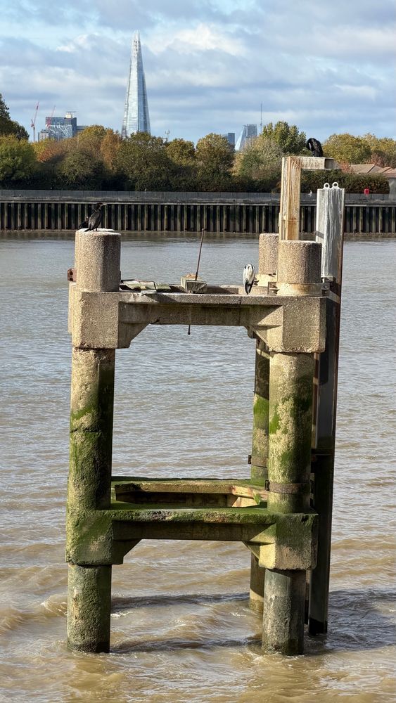 This photo captures a sturdy concrete structure standing in the Thames River, with its pillars partly covered in green algae indicating frequent contact with water. Perched atop the structure are several birds, including at least one cormorant, drying its wings and resting. In the background, across the river, dense autumnal trees and a flood barrier obscure most of the urban sprawl, but the sleek, glassy silhouette of The Shard, one of London’s most iconic skyscrapers, rises prominently into the cloudy sky. The overall scene juxtaposes urban architecture and natural wildlife, set against the river’s murky, windswept waters.