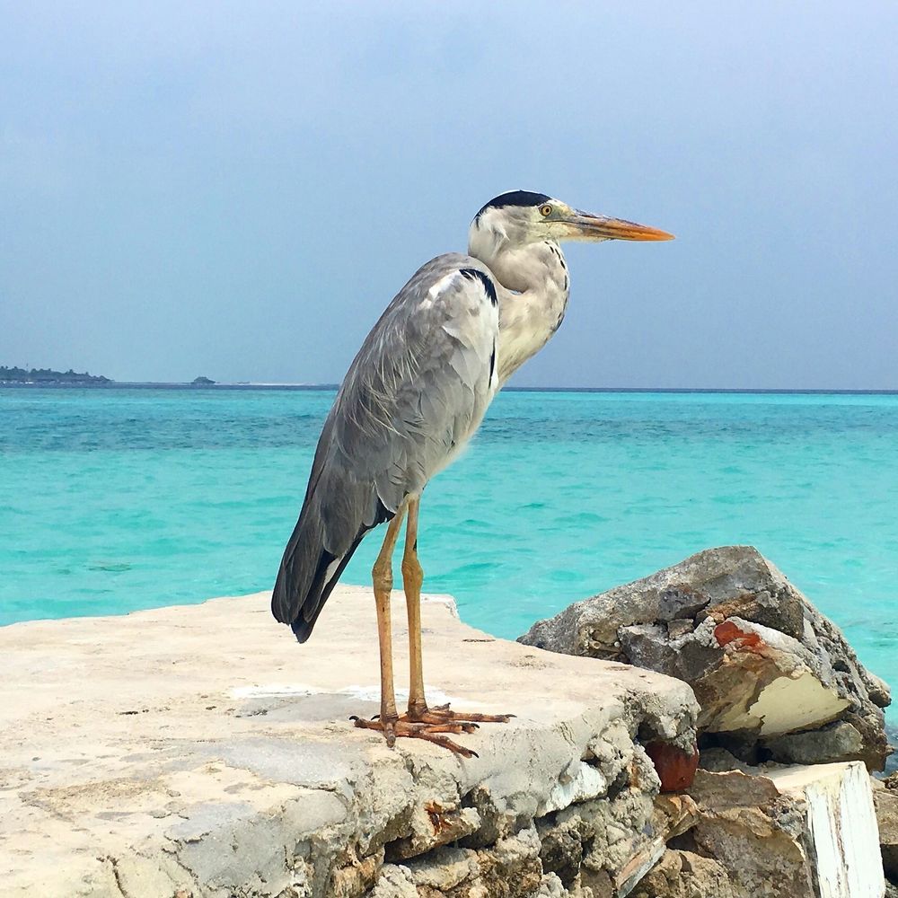 This image shows a large bird, most likely a grey heron, standing on a concrete surface near the edge of the water. The heron is facing to the right, with its long legs and neck clearly visible. Its plumage is predominantly grey with some white on the head and neck, and it has a distinctive long, pointed orange-yellow beak. The background features turquoise-blue water and a hazy sky, suggesting a coastal or seaside location, possibly in a tropical or subtropical area. There are also some rocks and concrete debris at the edge of the surface where the heron is standing. The overall scene is serene, giving a feeling of calmness by the sea.