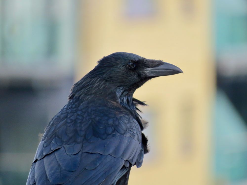 This image shows a close-up view of a raven (or crow?), featuring its distinctive dark, glossy plumage and powerful beak. The bird is positioned in profile, allowing clear observation of the textured feathers and sharp eye. The background is softly blurred with pastel tones, drawing focus to the raven and highlighting its detailed appearance.