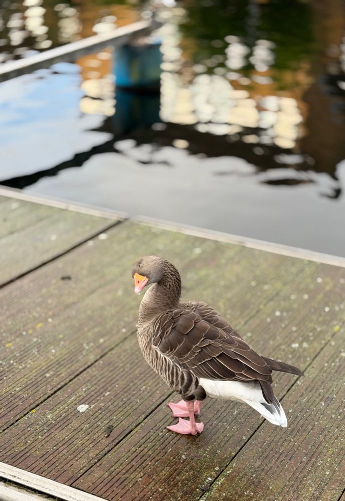 This photo shows a greylag goose standing on a wooden dock by the water. The goose is facing slightly to the left, with its head turned toward the camera. It displays the characteristic features of a greylag goose, including a sturdy brownish-grey body, paler feather edges, a distinct orange beak, and pinkish feet. The goose’s underbelly and the tip of its tail are white, providing a nice contrast with its darker back and wings. The background includes the blurred reflection of buildings or trees on the water, creating a soft, out-of-focus effect that keeps the bird as the focal point of the image.