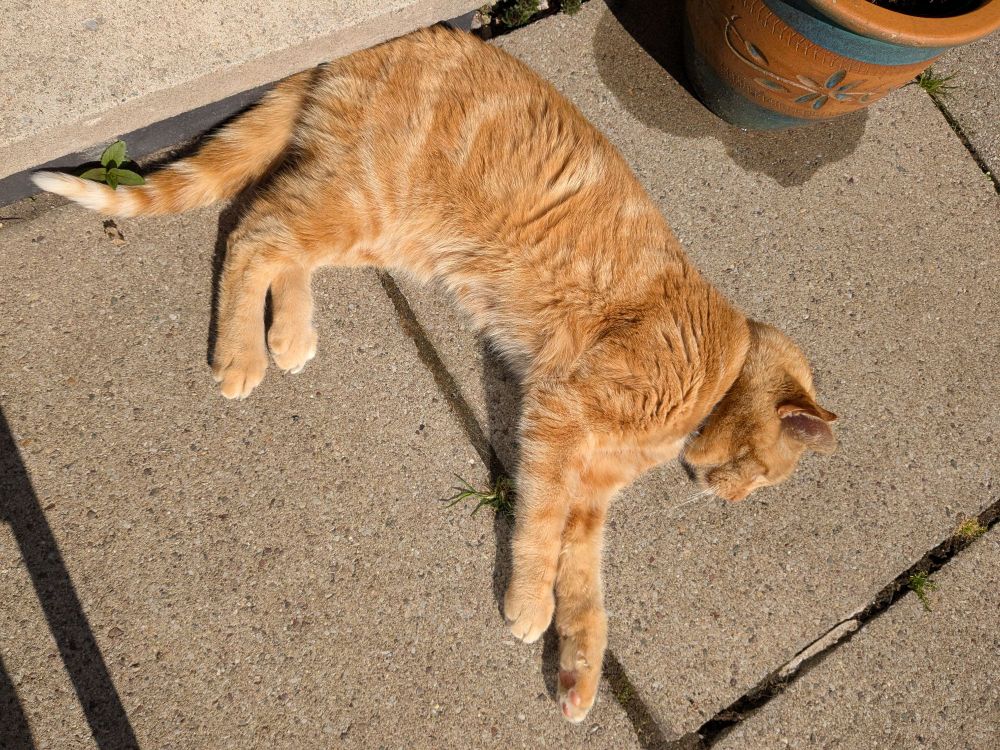 Photograph of ginger cat, stretched out in sunshine