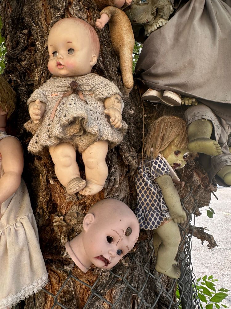 Several old baby dolls hanging in a tree. 