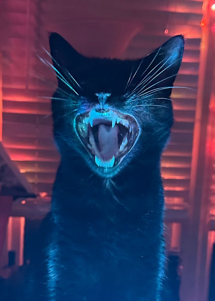 A black cat yawning wide in the colored lights. 