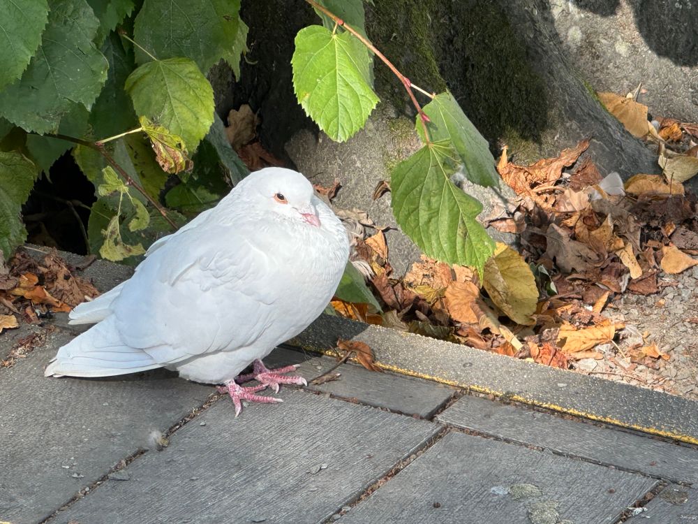 Apparently, this white bird is a pigeon. 
