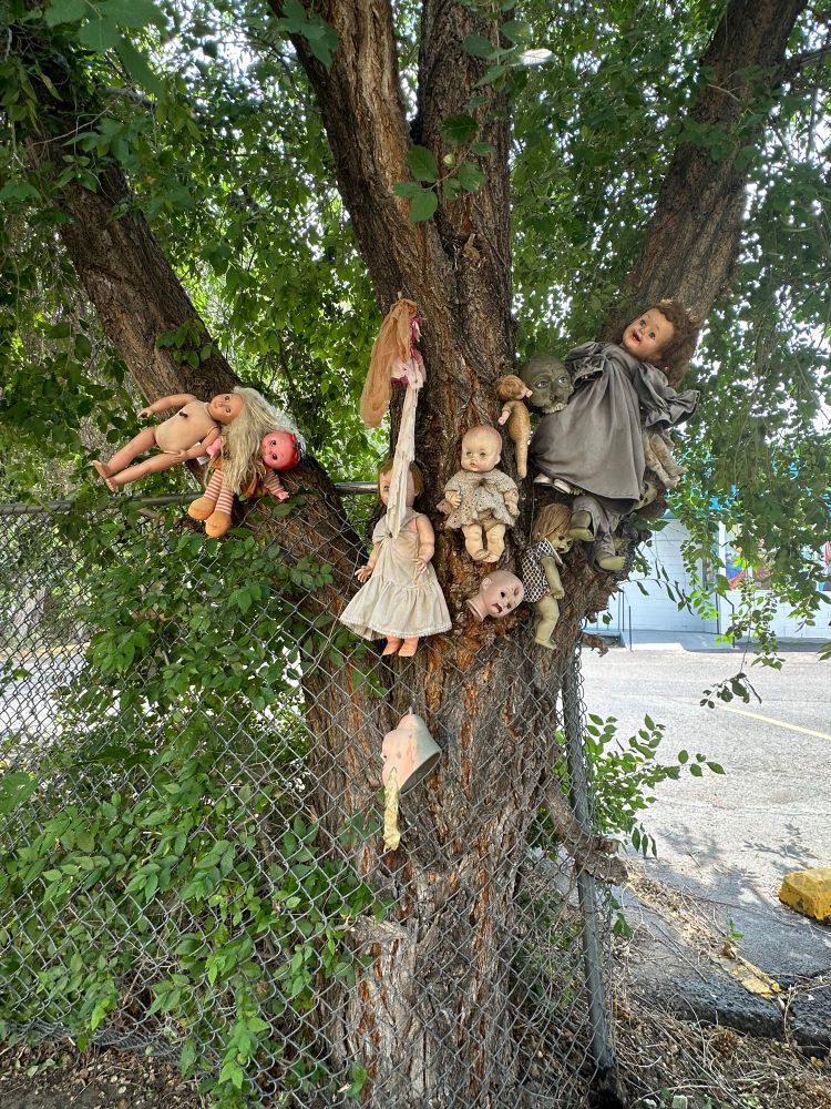 Several old baby dolls hanging in a tree. 