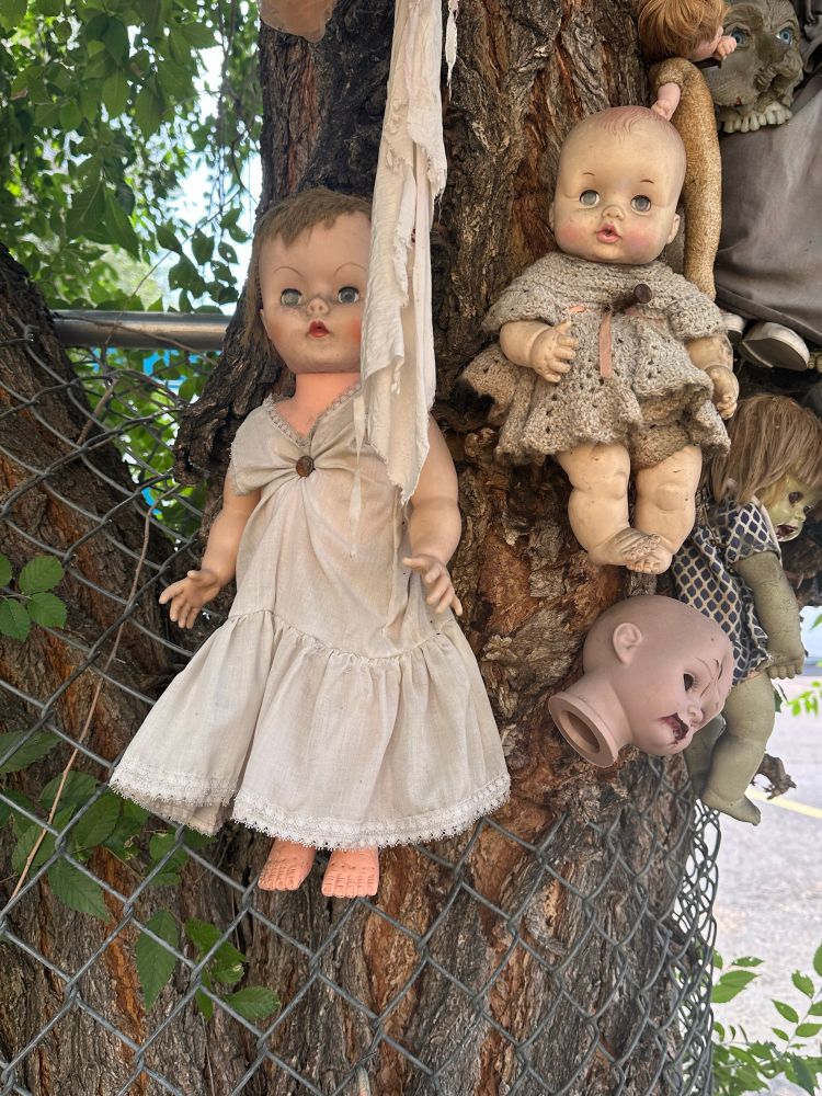 Several old baby dolls hanging in a tree. 