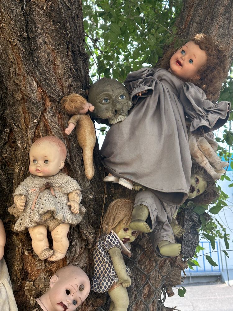 Several old baby dolls hanging in a tree. 