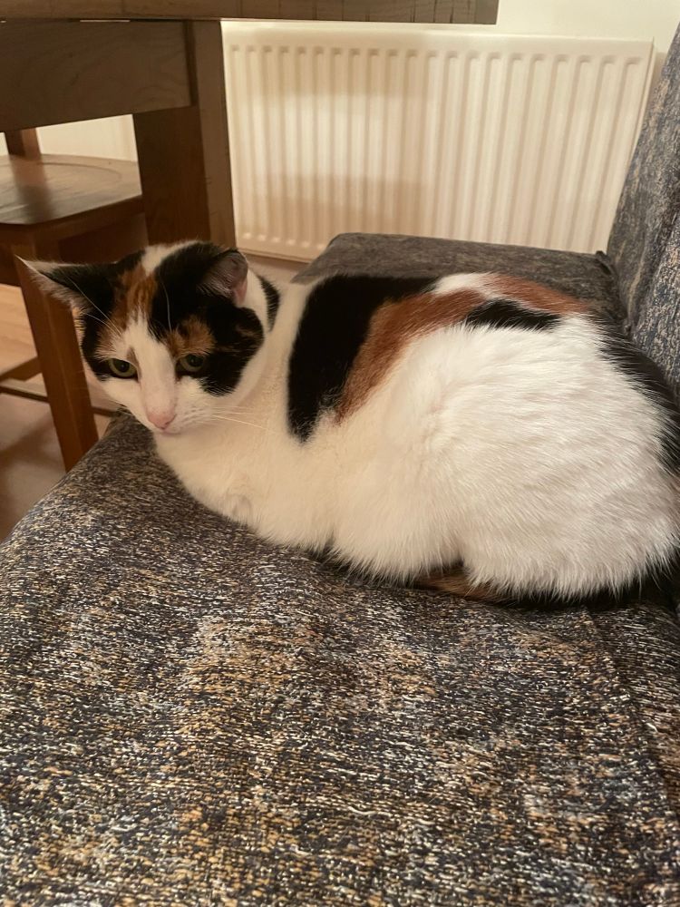 A white cat with tortoiseshell markings sits on a chair, her feet tucked beneath her 