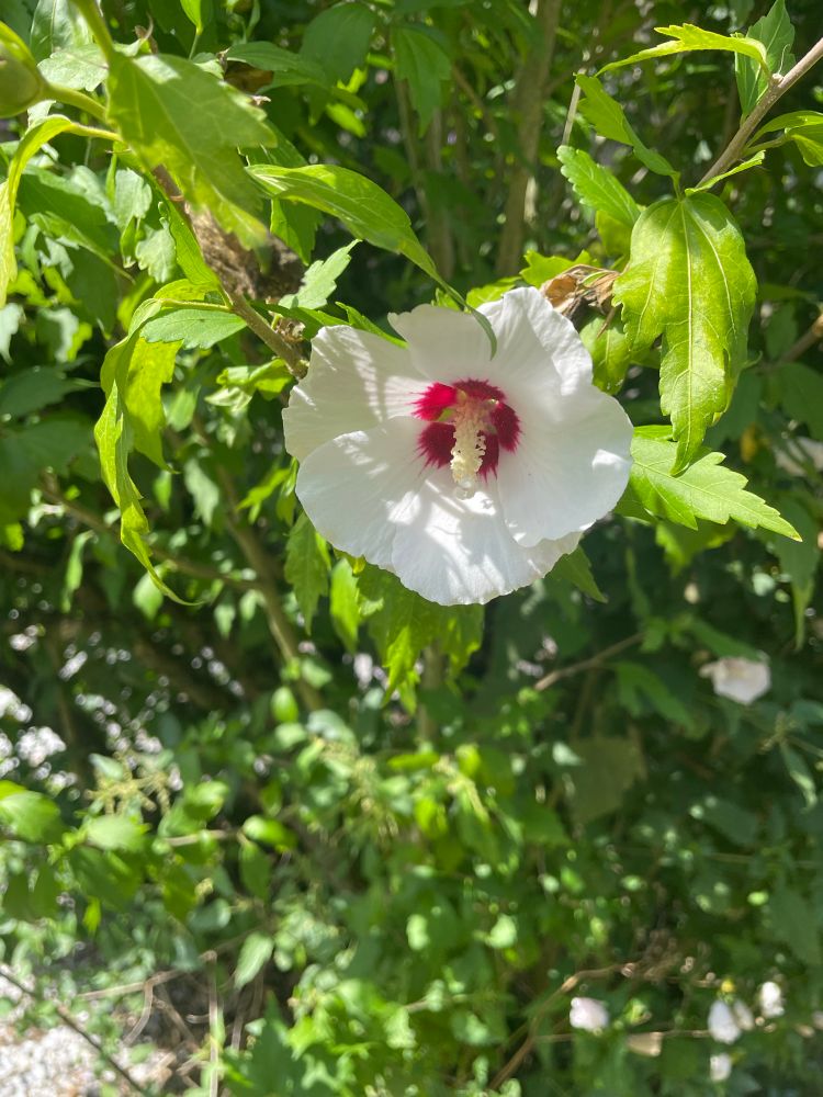 A white Hibiscus flower with a red centre and yellow stigma, with green leaves on the background 