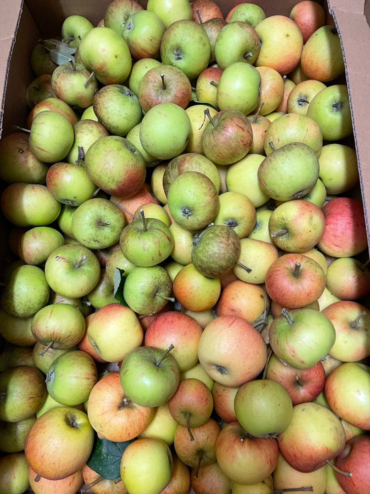 A cardboard box filled with apples, a mixture of green and red 