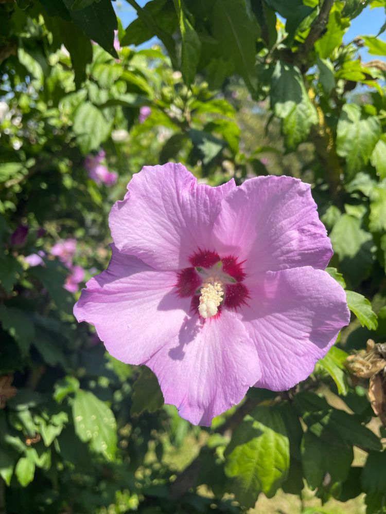 A purple Hibiscus flower with a red centre and yellow stigma, with green leaves on the background 