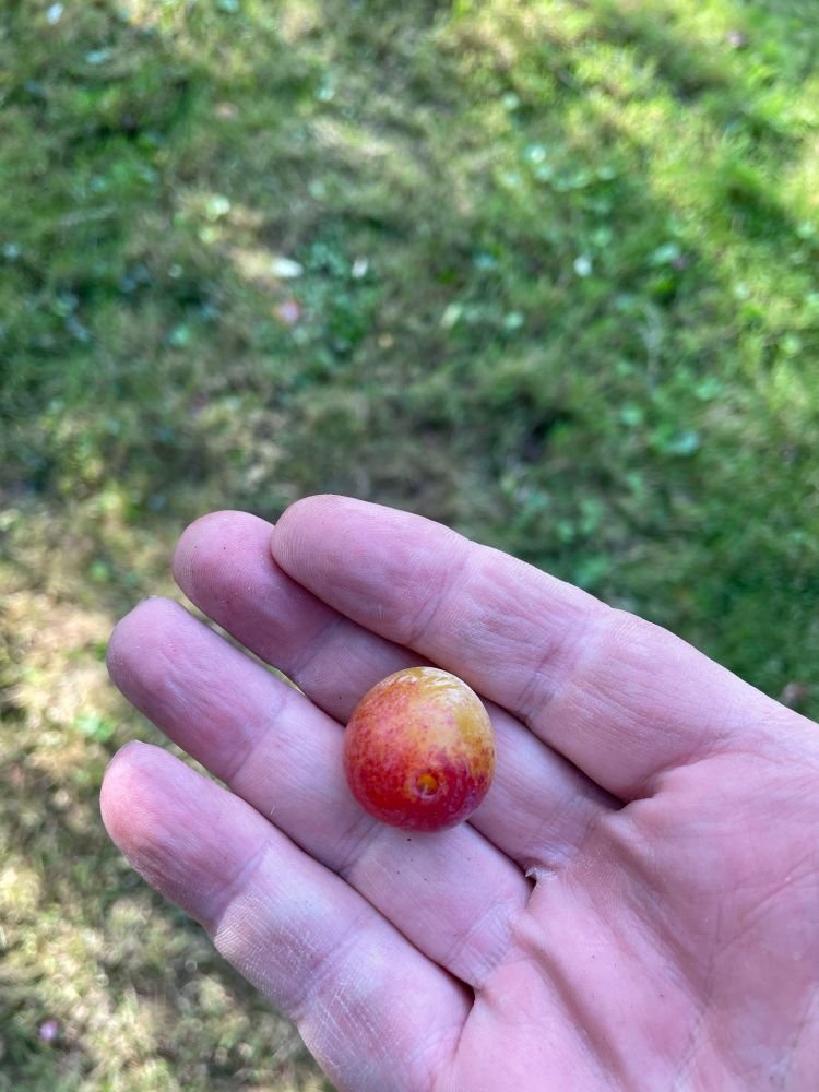 A ripe mirabelle (egg plum) in my hand. It’s yellow and red