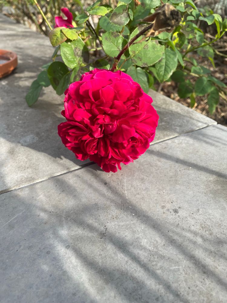 A single deep red rose with many small petals