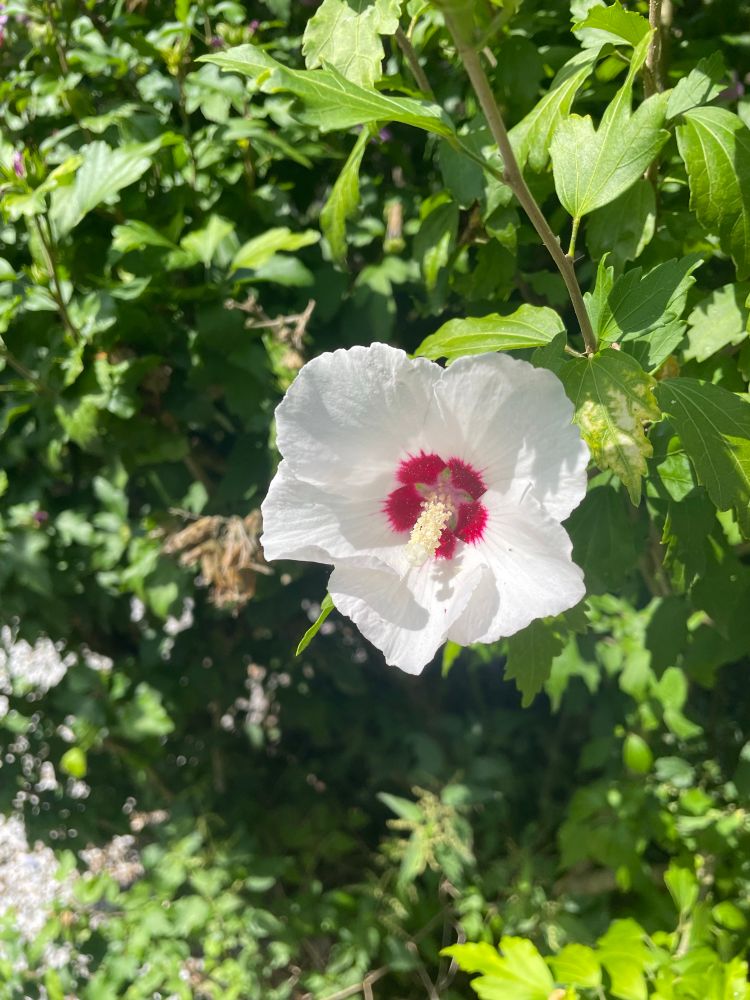 A white Hibiscus flower with a red centre and yellow stigma, with green leaves on the background 