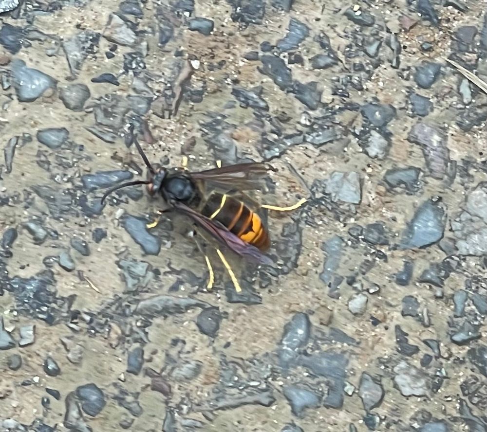An Asian hornet walking on a surface with small rocks